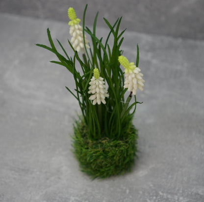 Muscari im Gras