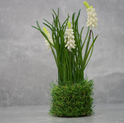 Muscari im Gras